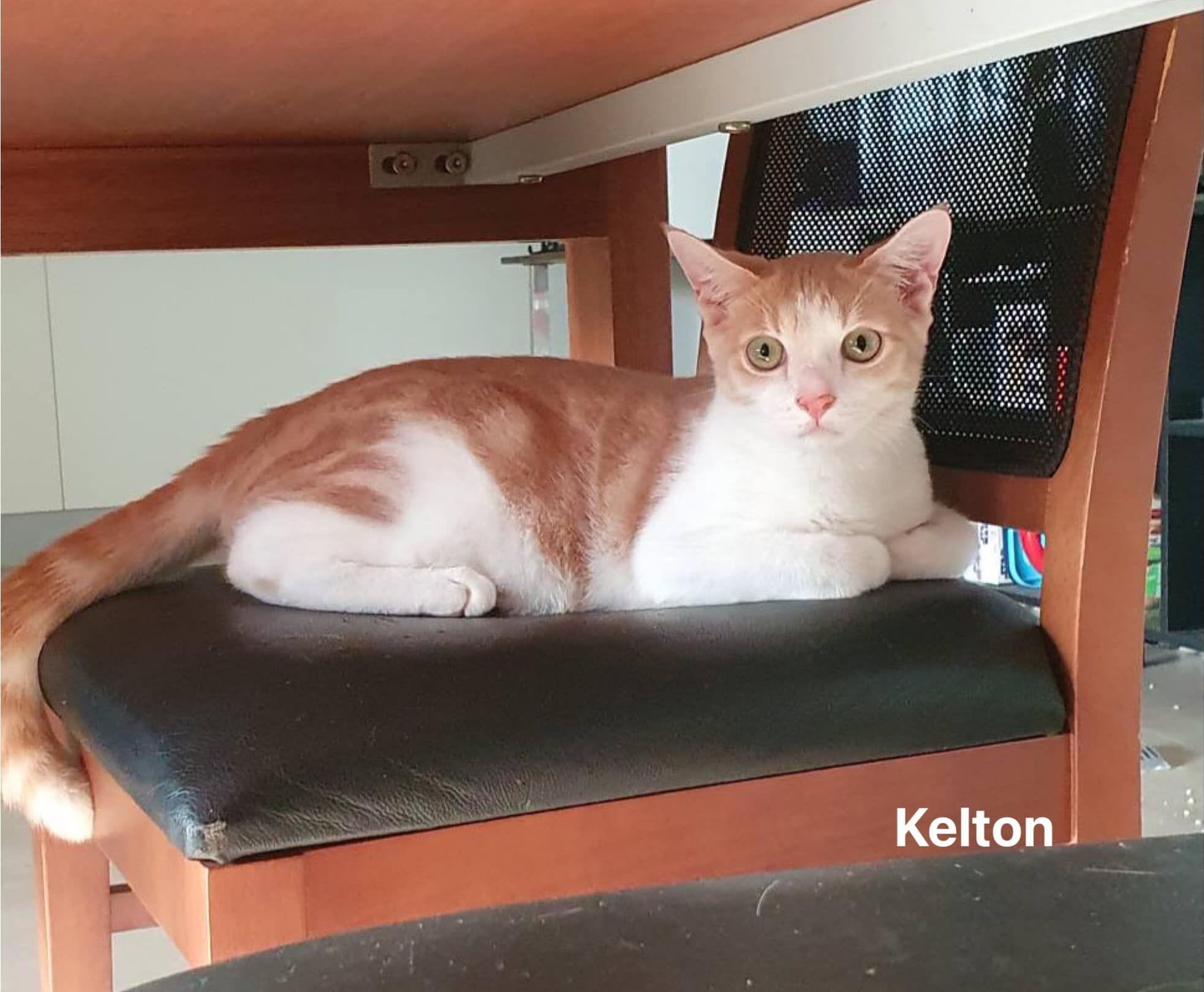 Kelton Kelton